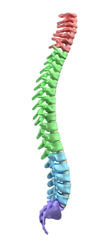 ayurvedic treatment for spine problems